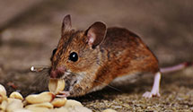 24 Hour & Emergency Exterminators in Lassen Volcanic National Par, CA
